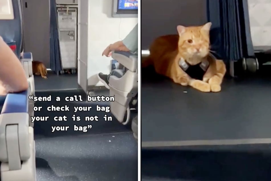 This orange cat's in flight escape has TikTok giggling.