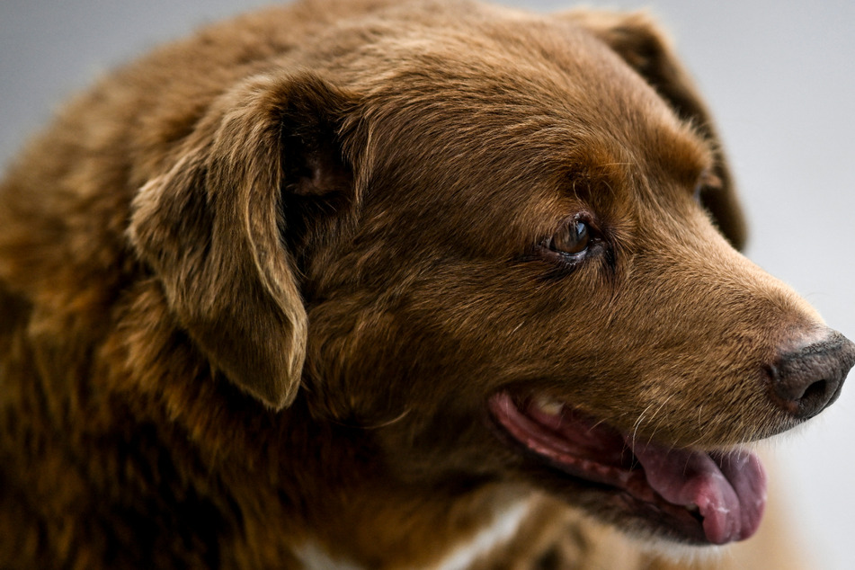 Hot dog! "Oldest dog ever" title posthumously stripped from Bobi the dog