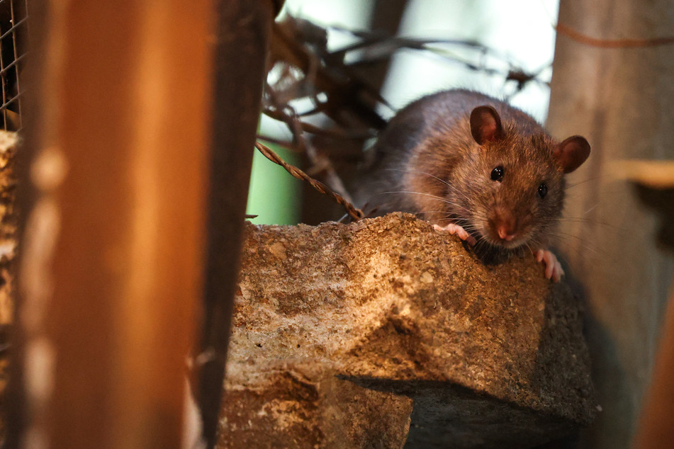 New York City declares total war on ever-growing rat population