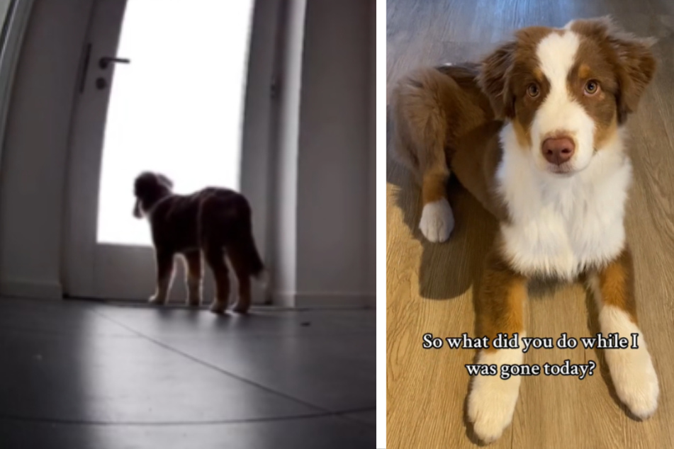 Loki the dog's owner wondered what her puppy would do once he was home alone, so she installed a surveillance camera and was amazed when she saw the footage.