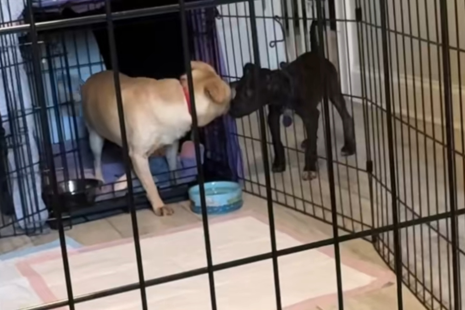 Capy (left) dares to come out of his shell for the first time when he meets dog Quartz.