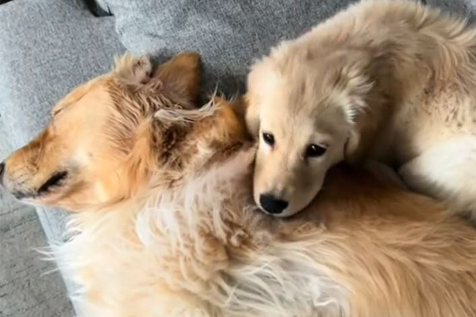 Maple the dog didn't give up, but it was difficult for her to get a paw in the door with Daisy.