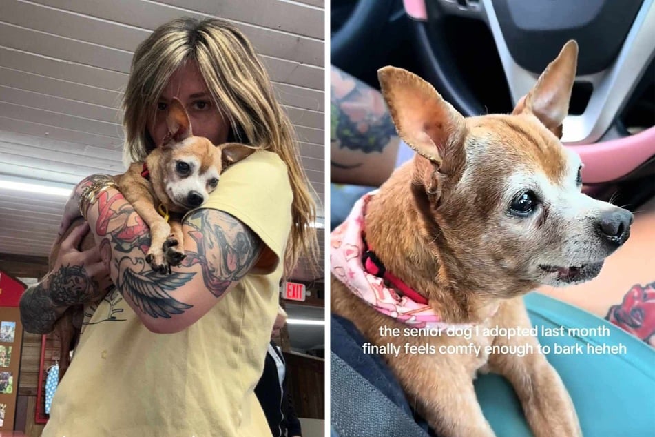 Elderly rescue dog finally feels safe enough to bark after long road to recovery: "He's coming back to life"
