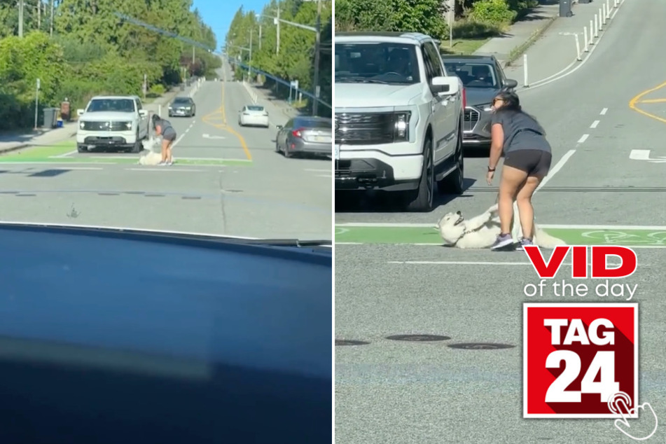 This husky said the crosswalk is HIS now and no one is moving until he's ready!