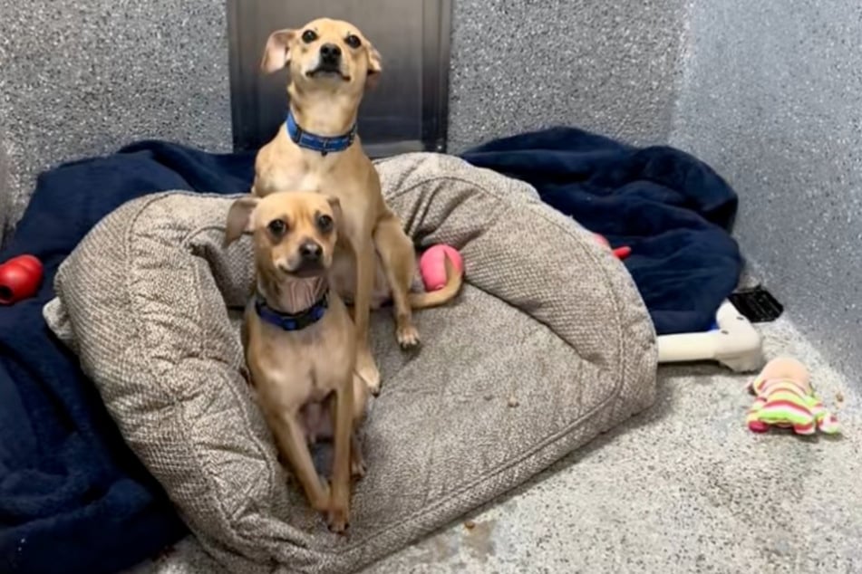 Chihuahua Finn (front) and his best friend Jake are sitting together in the kennel when they are separated.