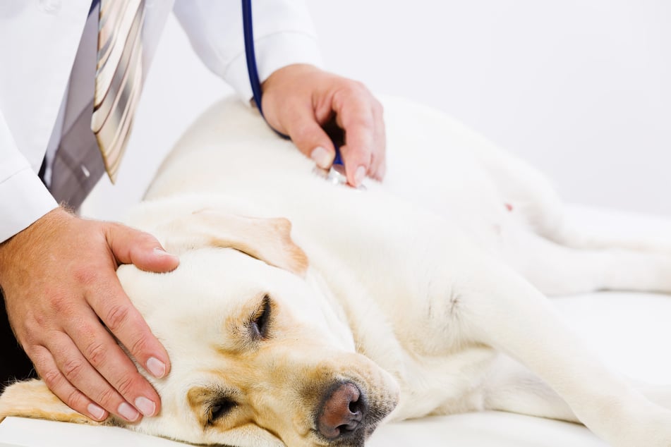 Pet owners are being urged to see a vet if their pooches have eaten the affected food (stock image).