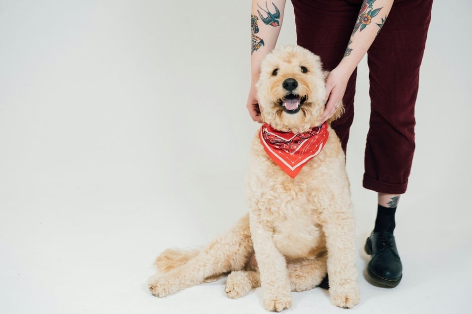 Dog parenting split in half? Brazil passes joint pet custody law