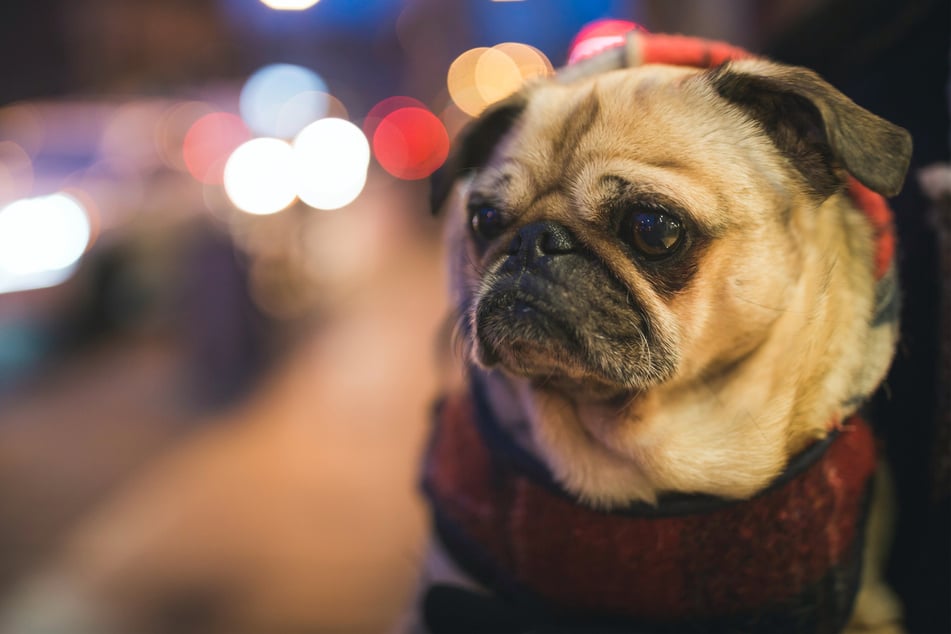 Some dogs are ugly, but in a cute way.