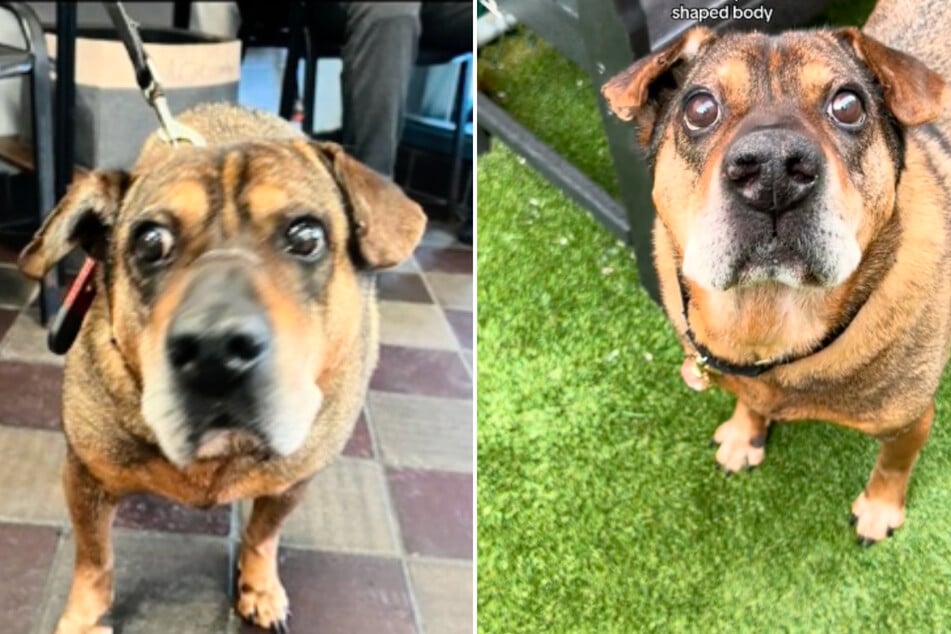 This senior dog has TikTokers rooting for his adoption!