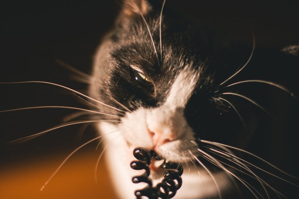 Foreign bodies made of plastic should be made inaccessible to cats.