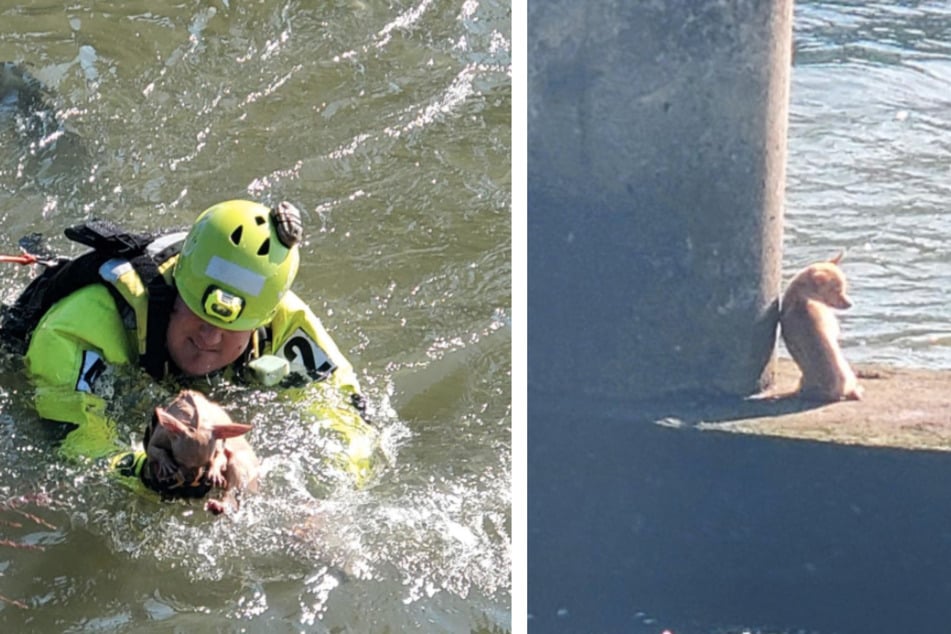 Sassy Chihuahua makes rescue operation as difficult as possible!