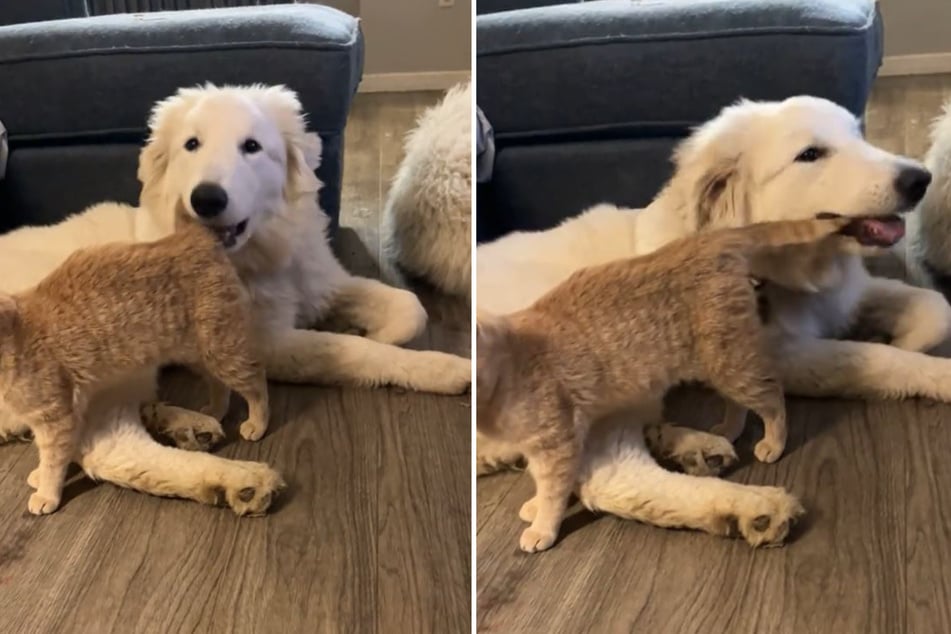 Hmm, yummy! Holly the dog takes the opportunity to chew on the cat's tail.