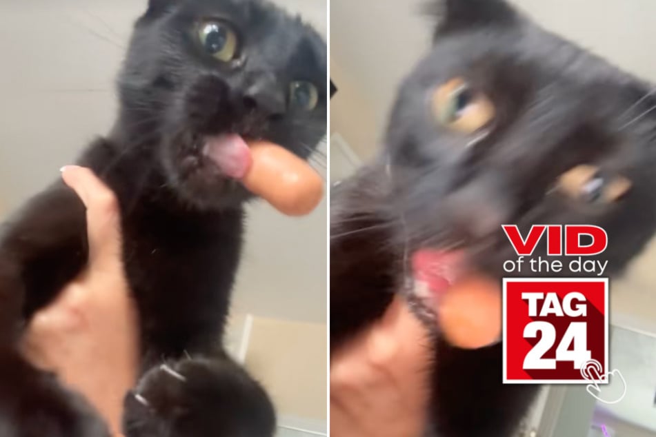 Viral Video of the Day for October 4, 2025: Cat's hot dog heist has the internet in stitches!