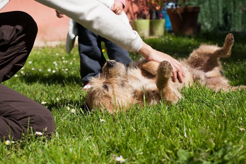 Unlike most cats, dogs love a good belly rub.