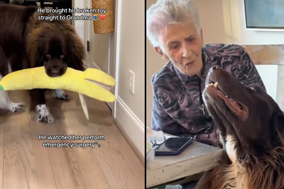 The dog and his grandma have had a very special bond for a long time.