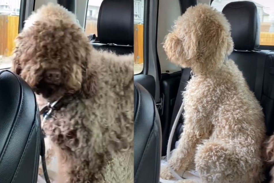Goldendoodles are a mix of golden retriever and poodle, and while the resulting hair doesn't shed, it does require a lot of upkeep as it mats very easily (collage).