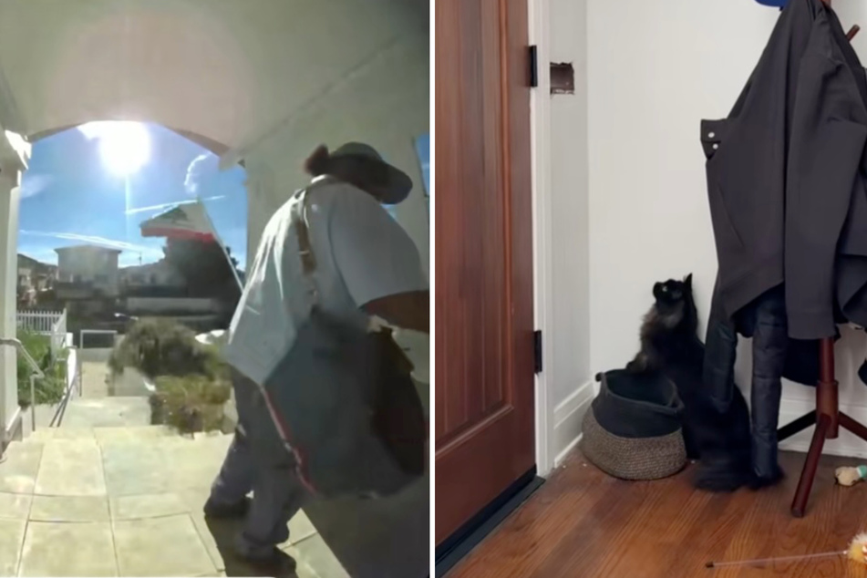 Andrew Smith just wants to deliver the mail, but Frankie the cat has a problem with that.