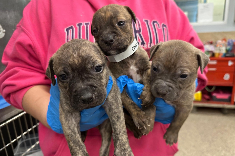 After just a few days, the puppies were already quite a bit bigger.
