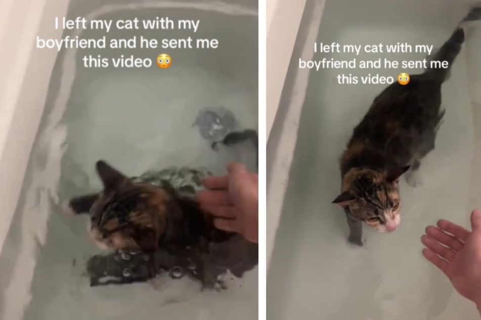 Cat owner leaves pet with her boyfriend and she can't believe the video he sends her