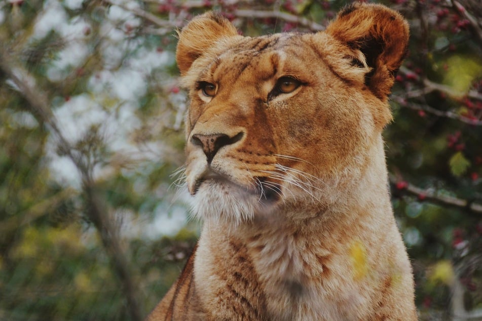 Three lionesses from a zoo in Ukraine (not pictured) have been relocated via Poland to Knuthenborg Safari Park in Denmark.