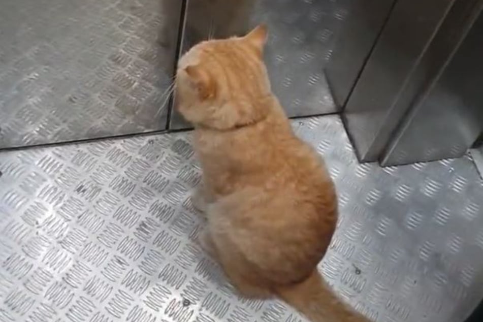 Once in the elevator, Ginger the cat seems to have his destination clearly in mind.