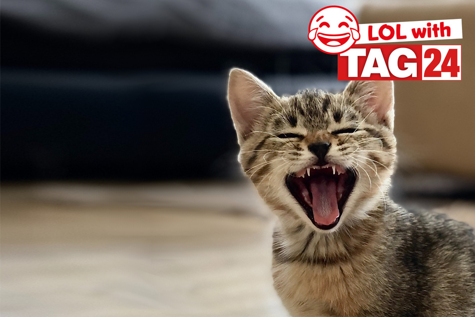 Joke of the Day for October 14, 2023: Get your funny on for Caturday