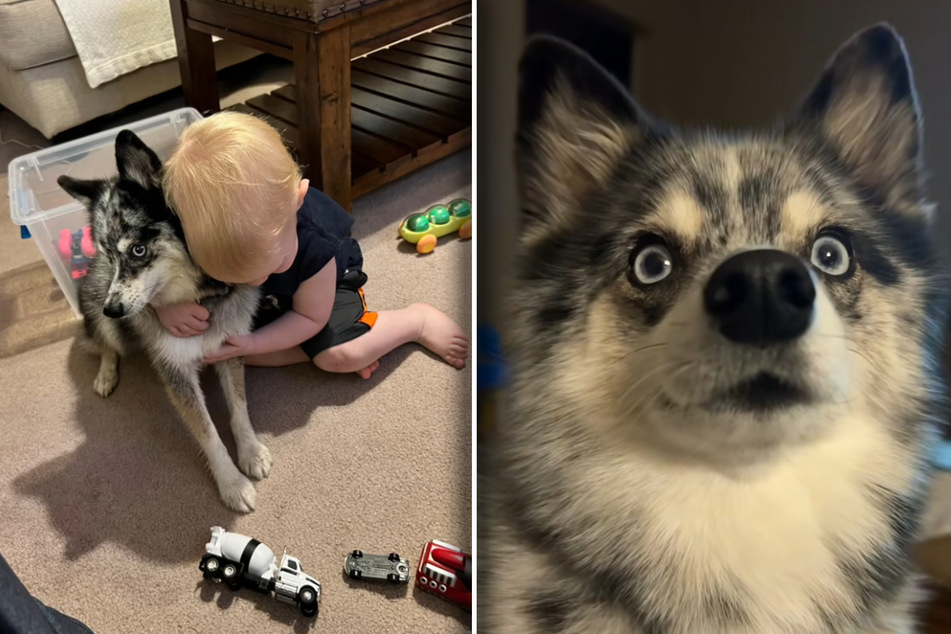 Three-year-old Mack recently had to cope with the death of his best friend, Shenzi the dog, and TikTok users are weeping.