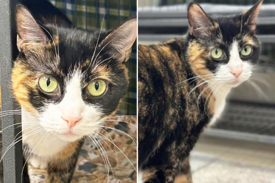 Shelter cat's hilarious adoption description goes viral: "She will own you"