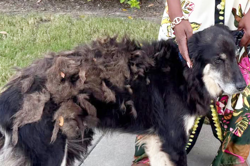Dog vanishes for seven years before a microchip miracle changes everything