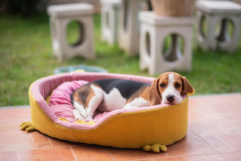 A dog bed must be washed regularly.
