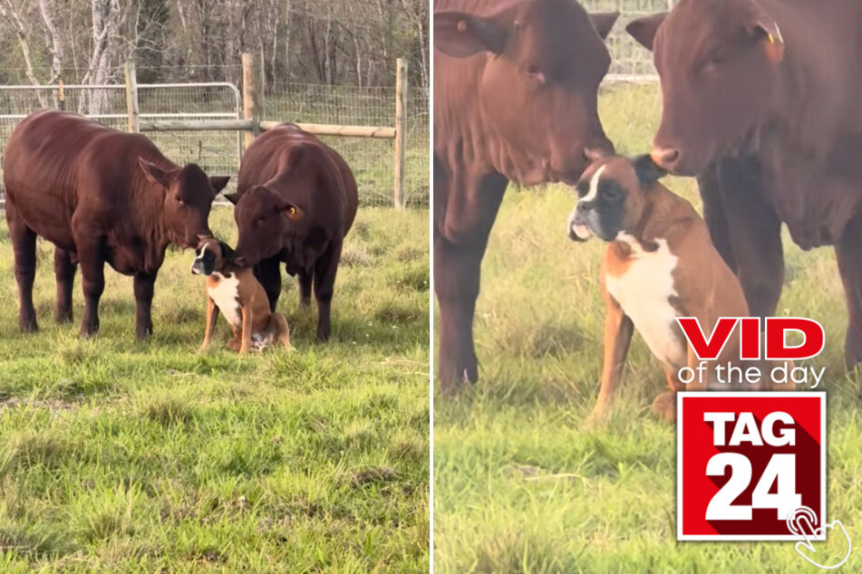 Today's Viral Video of the Day features a farm dog that got some adorable love from two huge cows!