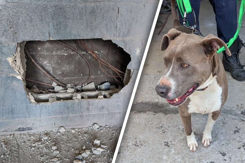 Dog caught between two buildings for days before rescue – how did he survive?