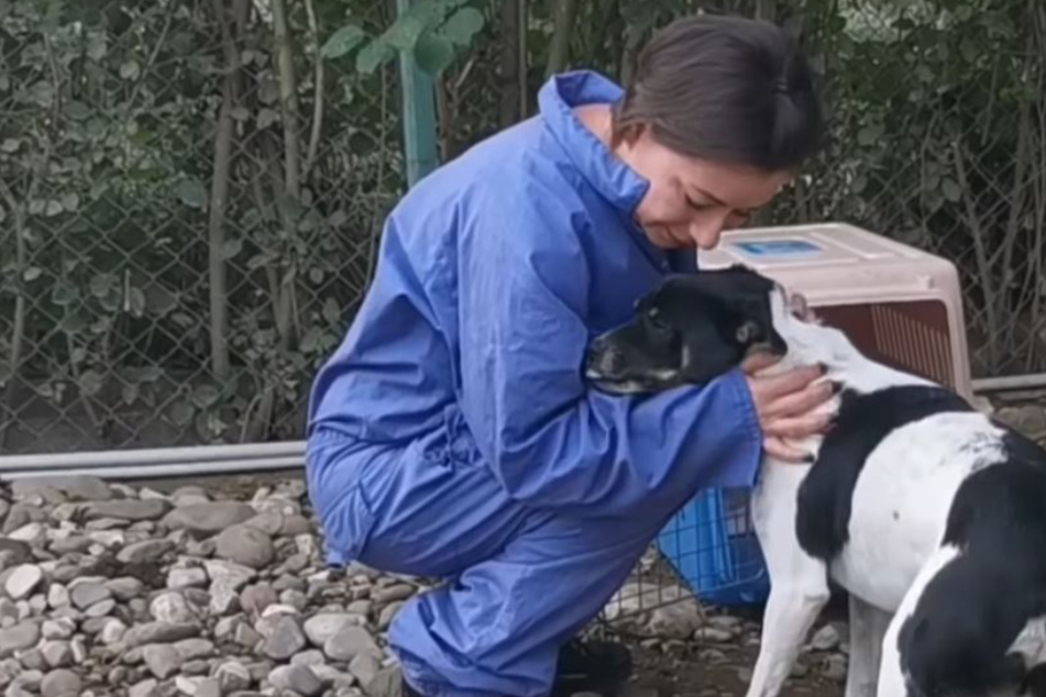 Badly injured dog is rescued and given a vital helping paw