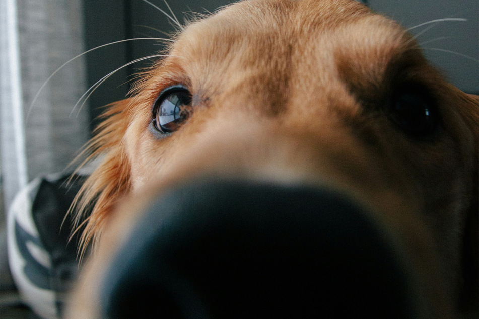 Is there any animal more boopable than the golden retriever?