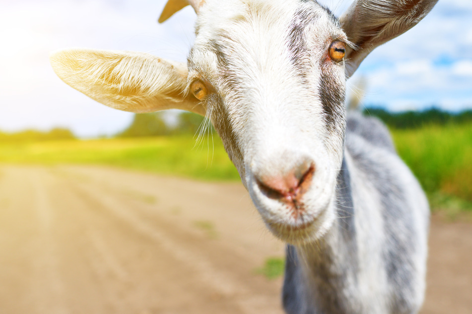 Woman faces felony charge for unleashing her inner Picasso on neighbor's goat