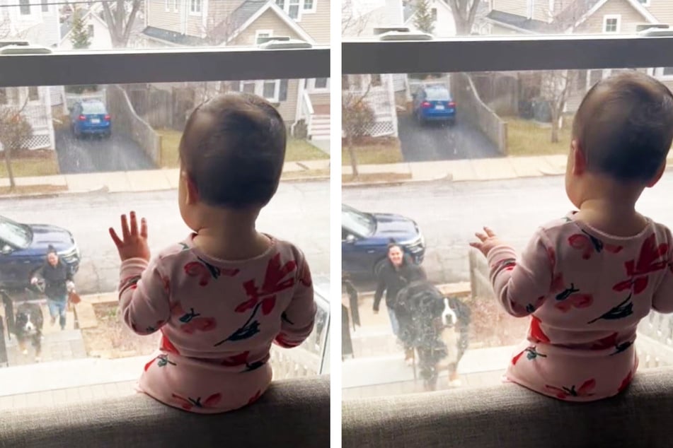 Dog captivates baby by way of windows, and TikTok can't handle it