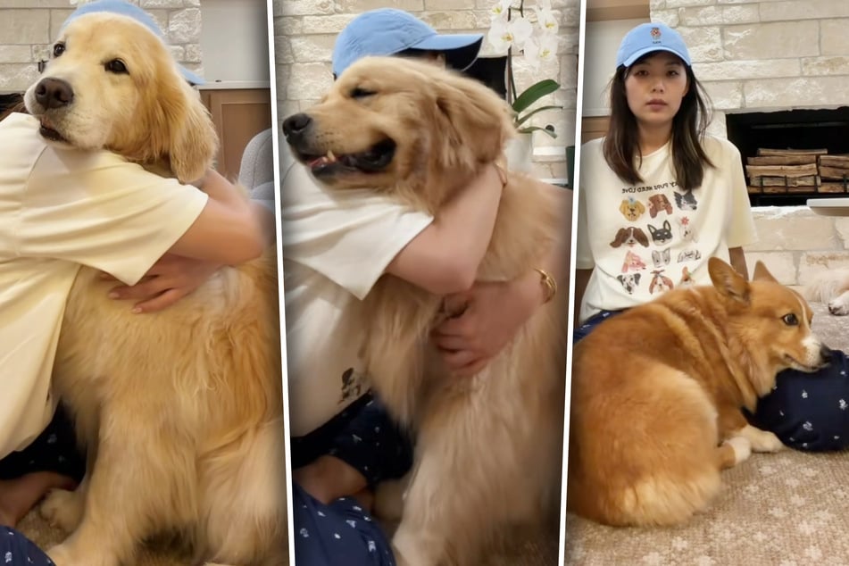 National Dog Day: Dogs have hilarious rollercoaster of reactions to owner's "hug test"