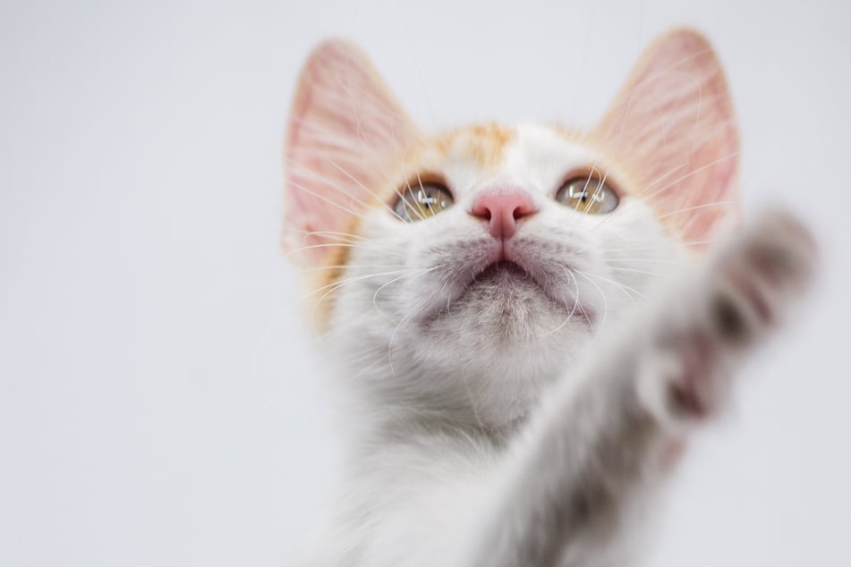 The Turkish van will talk to you like you're its best buddy.