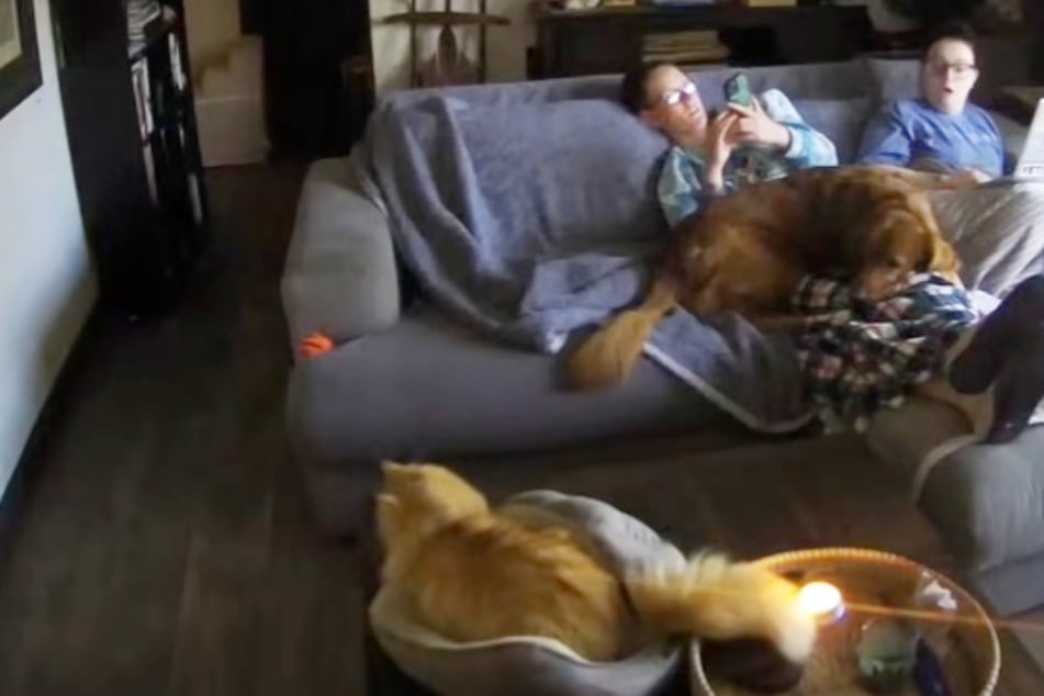 Cat comes dangerously close to burning candle – what happens next has everyone screaming!
