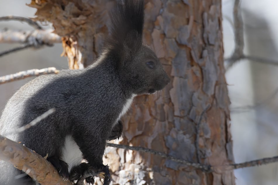 A black squirrel provided some funny hijinx at a Major League Baseball game (Stock photo).
