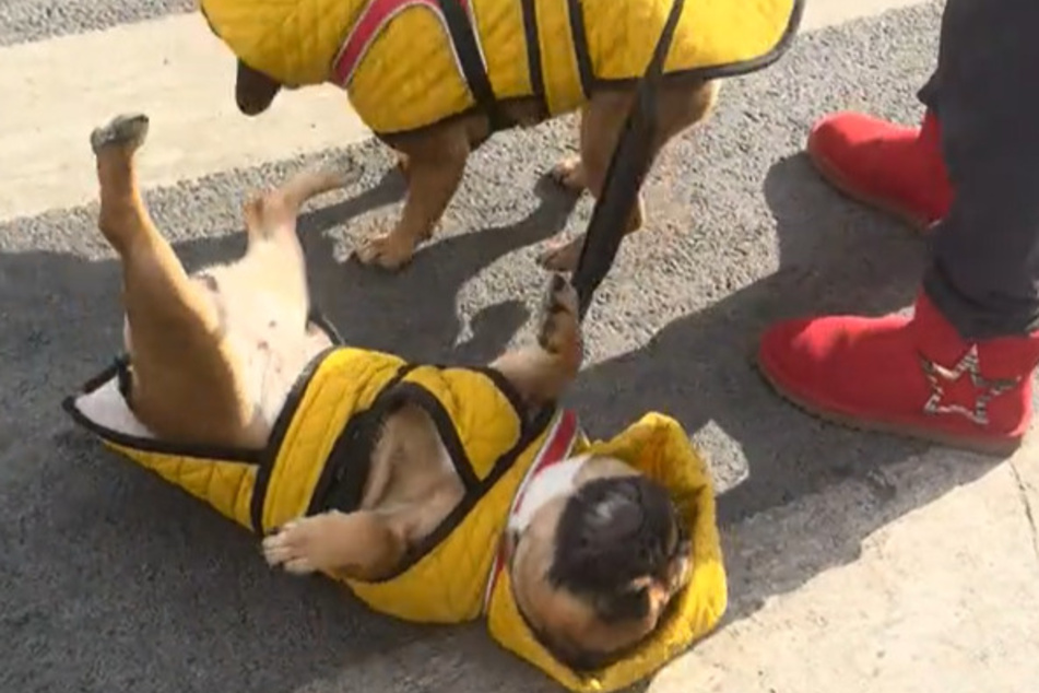 The dogs clearly needed a break.
