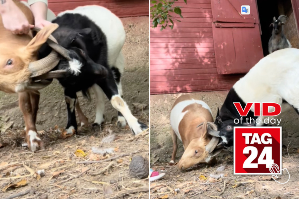 Viral Video of the Day for September 16, 2023: Twin goats go viral on TikTok after getting stuck together!