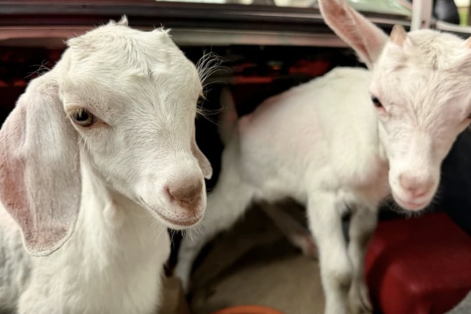 Goat-napped?! Police nab suspect in car theft – then they hear bizarre noises coming from the trunk