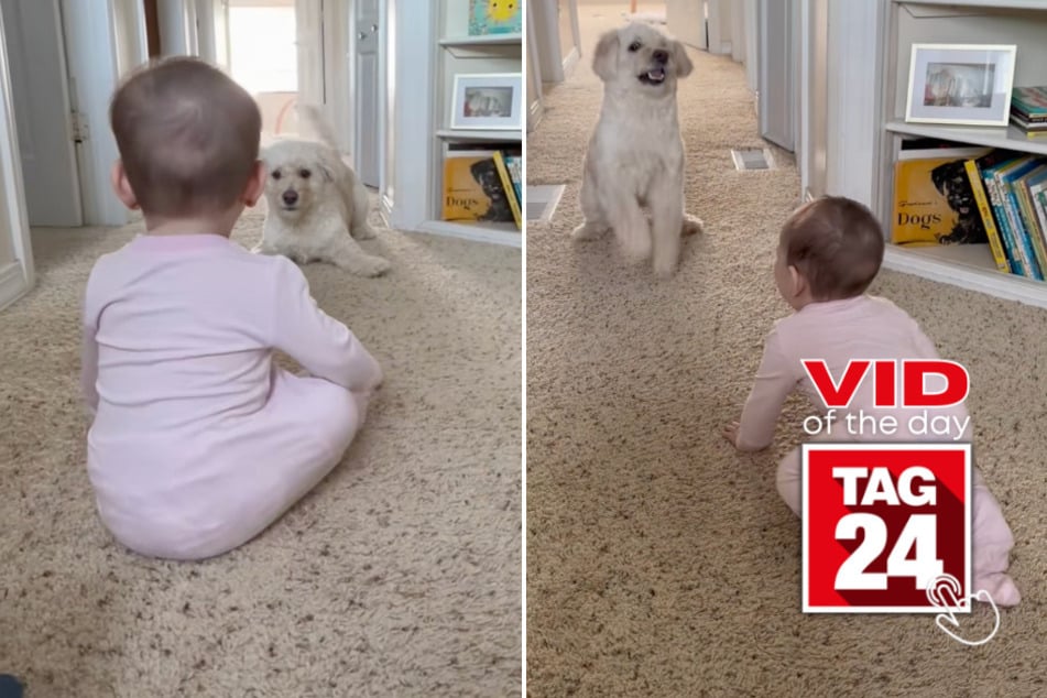 Viral Video of the Day for April 8, 2026: Baby plays with puppy for the first time in sweet TikTok!