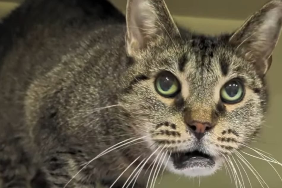 Cat's wonky "mob boss" jaw has shelter workers worried! Is she ok?
