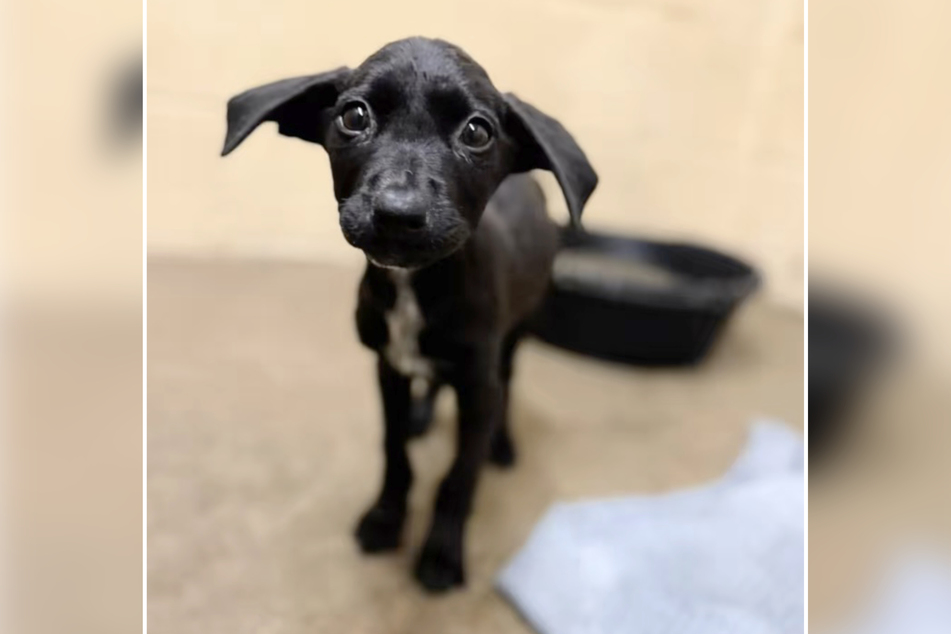 Jynni the dog is hoping for a loving home.