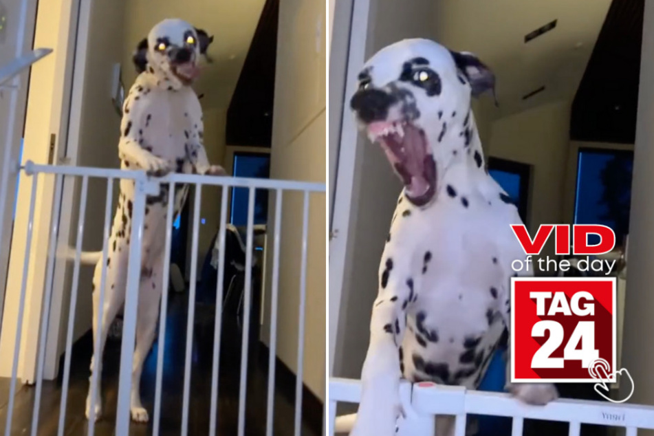 Viral Video of the Day for February 11, 2024: Dalmation cracks up internet: "I think I like this little dog"