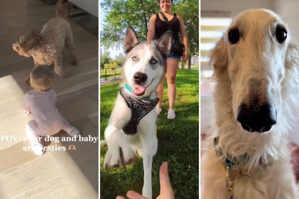 National Puppy Day: The best pup clips to celebrate