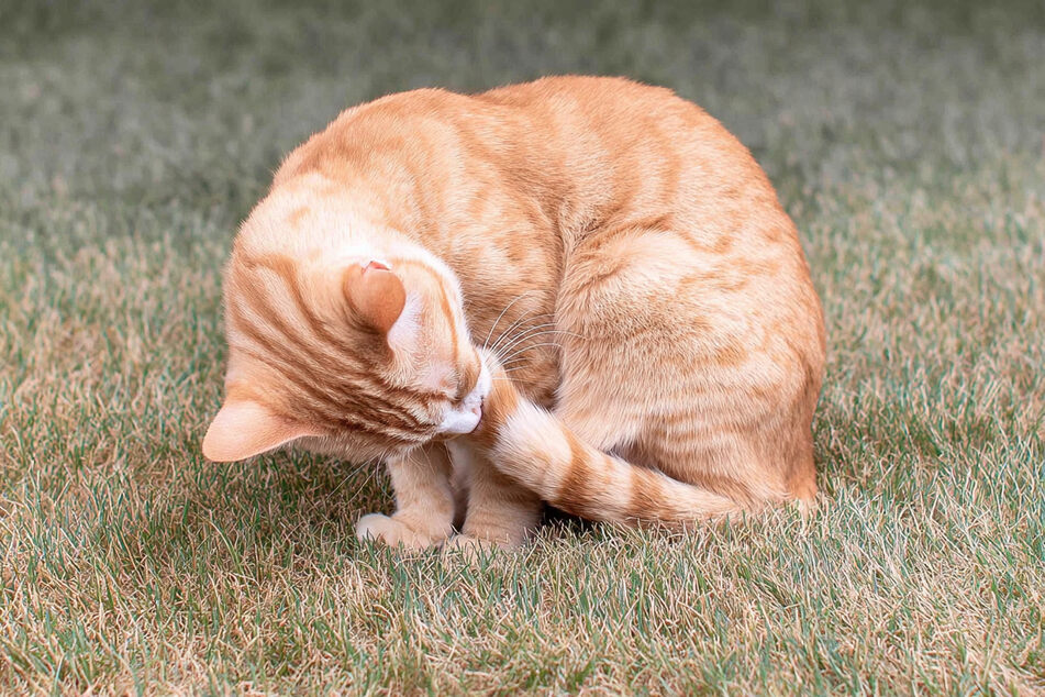 If the cat has injured its tail, it will try to lick the wound.
