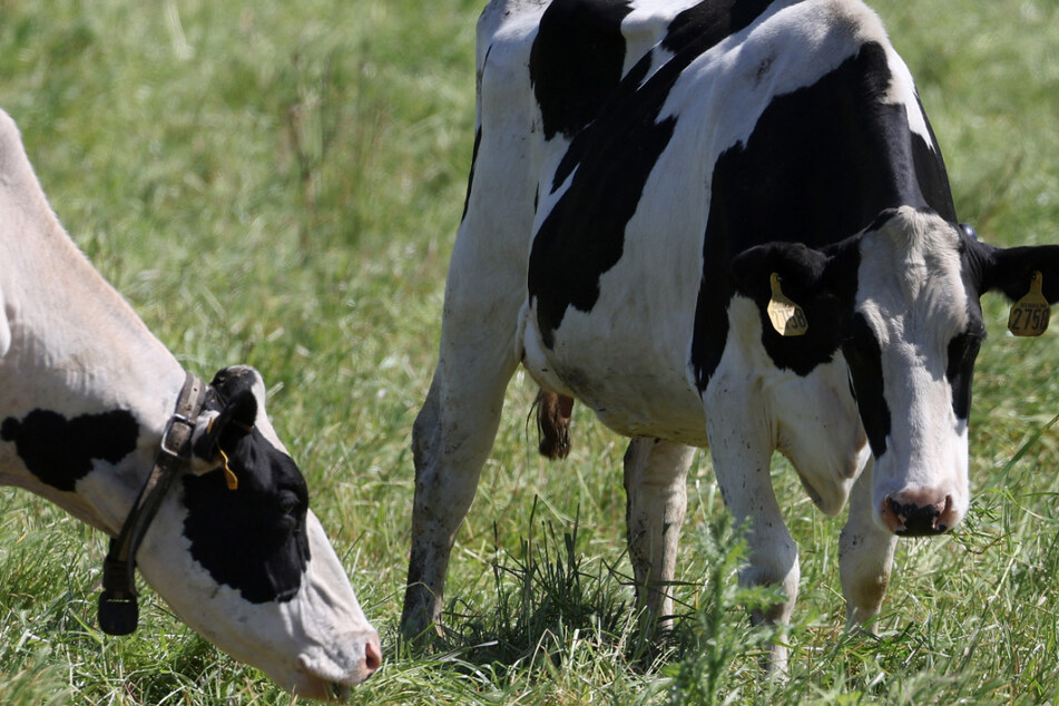 Third human case of bird flu reported amid outbreak in dairy cattle